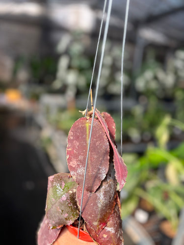Hoya Undulata Red Sp Borneo
