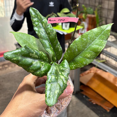 Hoya Sp Aceh Opop Splash