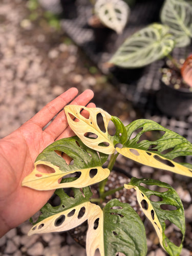 Monstera Adansonii Variegated