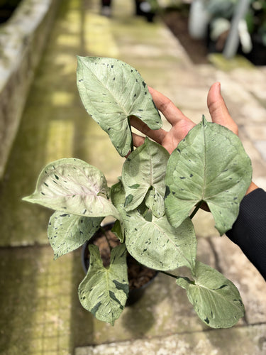 PS0937 Syngonium Green Splash - Mature