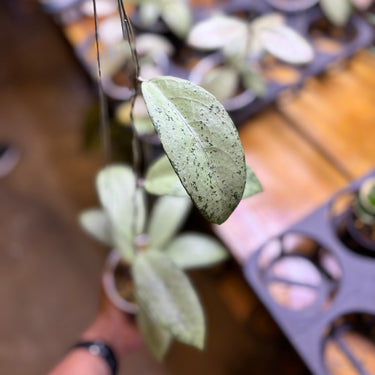 Hoya Emperor Silver