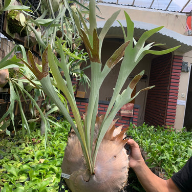 Platycerium Diversifolium (pup)