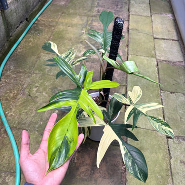 PS0920 Philodendron Florida Beauty - Mature