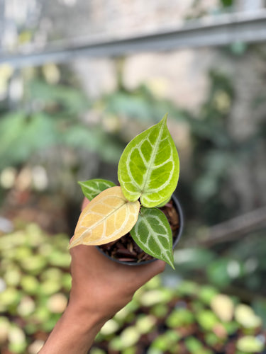 Anthurium Silver Hope Mint x Red Tiger