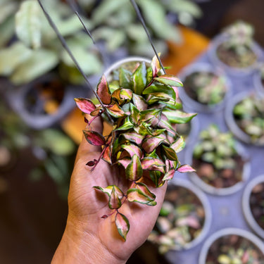 Hoya Lacunosa Scarlet Glow