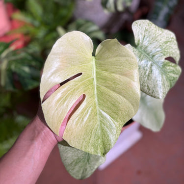 Monstera Blue Mint