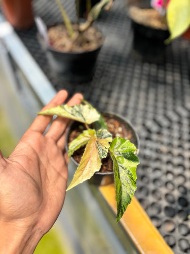 PS0953 Ginny Galaxy Variegated