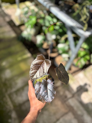 Ps10-55 Pterisanthes Sp West Borneo (Piper Batman)