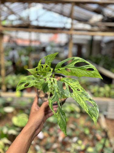 Monstera Adansonii Variegated (INA)