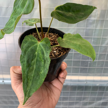 Anthurium Portilae x Forgetii Blister Variegated