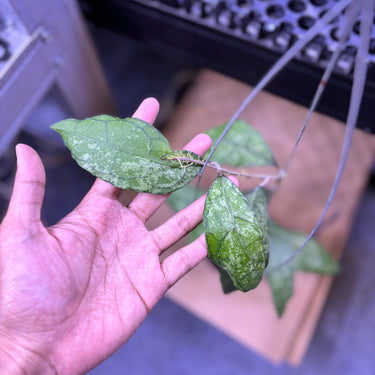 Hoya Clemensiorum From Silver Clone
