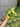 Ps10-52 Anthurium Forgetii Aus x Carla Michelle Variegated