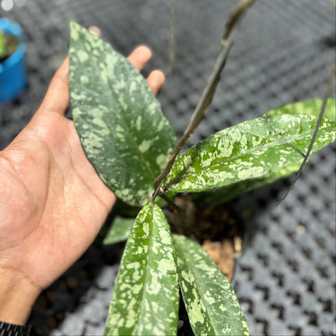 Hoya Sp Aceh Lover Tears