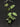Hoya Caudata Snow Dust