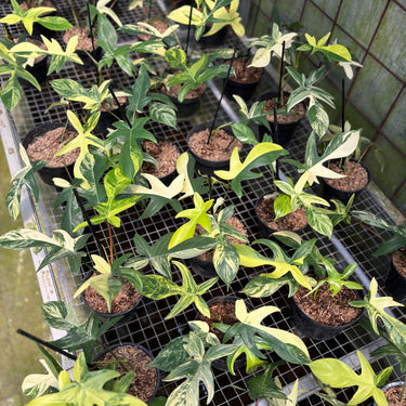 Philodendron Florida Beauty - Mature Size