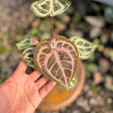 Ps10-02 Anthurium Silver Kos x Michelle
