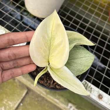 Scindapsus White Mint