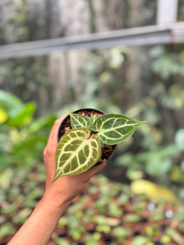 Anthurium Red Crystallinum Kos 01 x Red Tiger