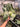 PS0940 Monstera Bulbasaur - Medium