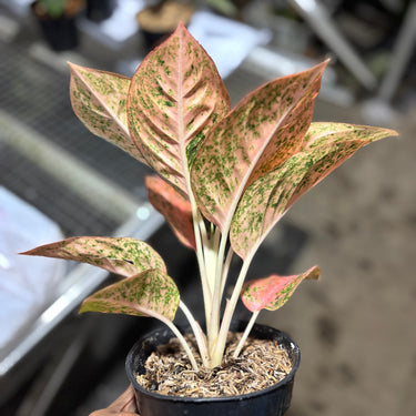 Aglaonema Orange Stardust