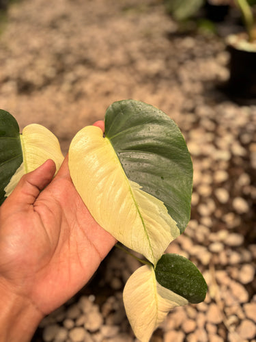 PS0944 Monstera Jungle Mint Halfmoon