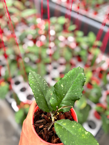 Hoya Dragon Mutated