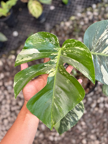 Ps10-58 Monstera Jungle Mint Variegated