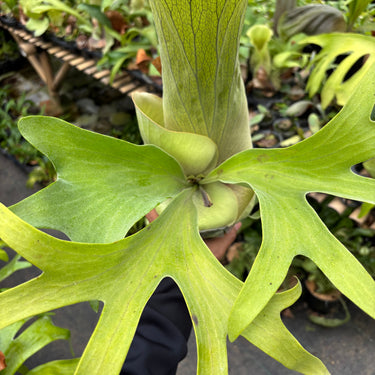 Platycerium Bifurcatum Talnadge