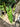 Ps10-57 Philodendron Billietiae Variegated - Extra Mature