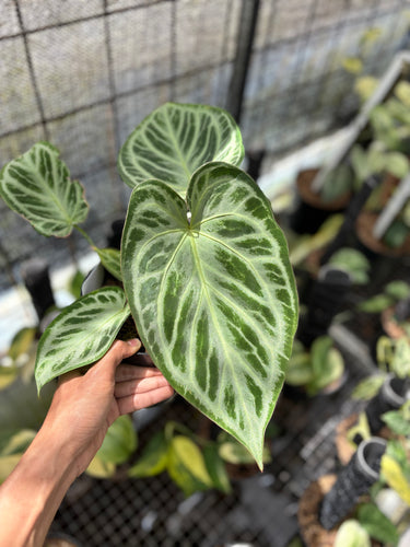 PS0933 Anthurium Silver ButterFly - Mature