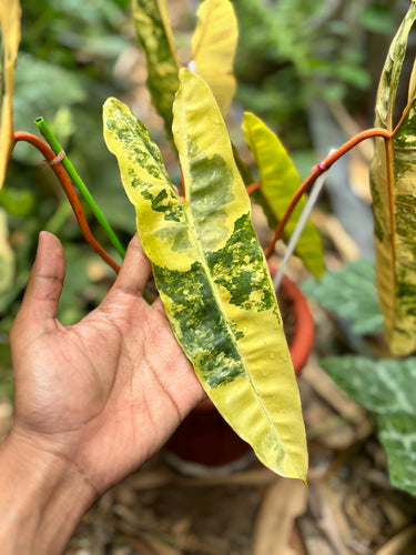 Ps10-53 Philodendron Billietiae Variegated - Mature