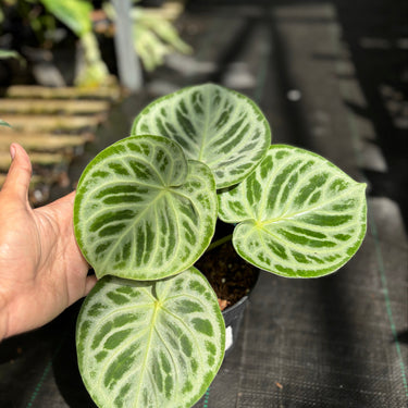 Anthurium Dorayaki Silver “thick vein”