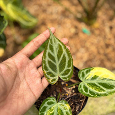 Anthurium Silver Tiger Variegated