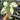 Ps10-03 Homalomena Pendula Variegated