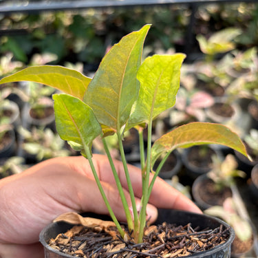 Syngonium Pink Spot