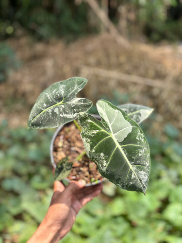 Alocasia Frydek variegated