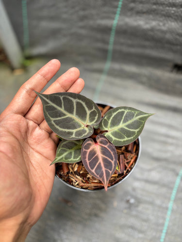 Anthurium Red Tiger - Self