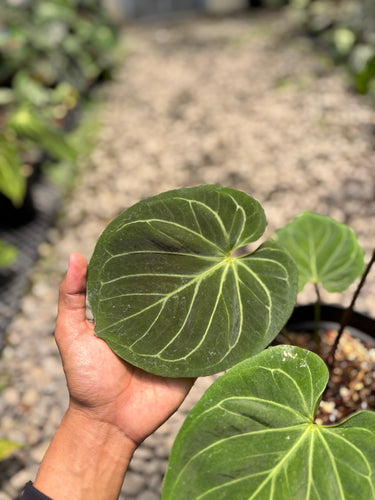 PS0950 Anthurium King Of Spades - Mature