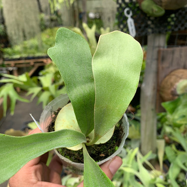 Platycerium Diversifolium (pup)