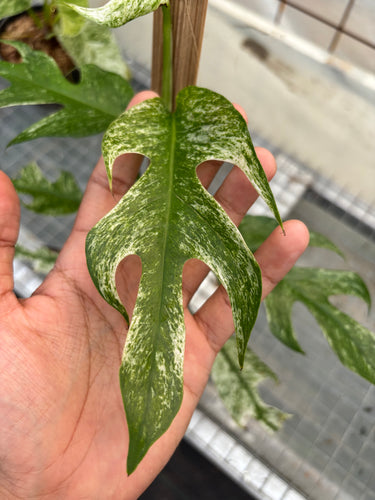 Rhaphidophora Tetrasperma White Monster Variegated