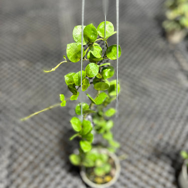 Hoya Lacunosa aceh