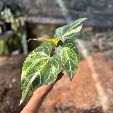 Anthurium Crystallinum Red Stem Variegated