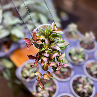 Hoya Lacunosa Scarlet Glow
