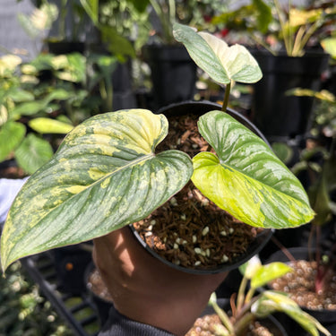 Philodendron Mamei Silver Cloud Variegated