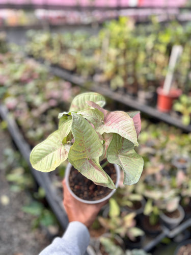 Syngonium Milk Confetti