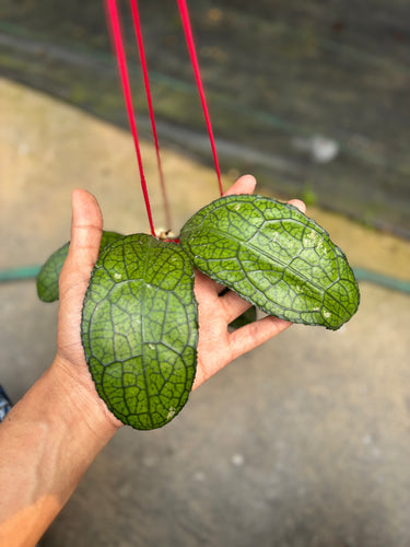 Hoya Clemensiorum Ancient Dragon