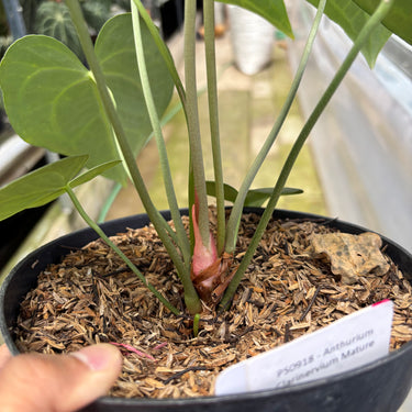 PS0918 Anthurium Clarinervium Mature