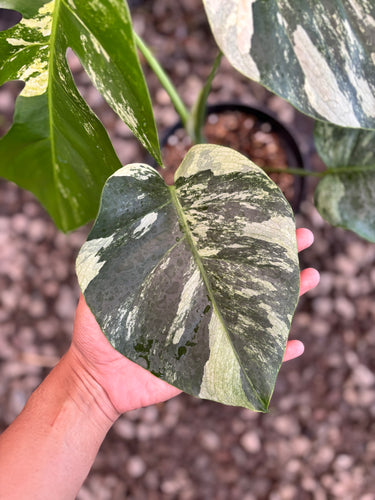 Ps10-58 Monstera Jungle Mint Variegated