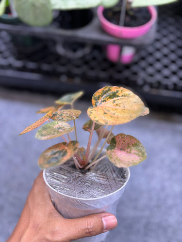 Peperomia Orange Metallic