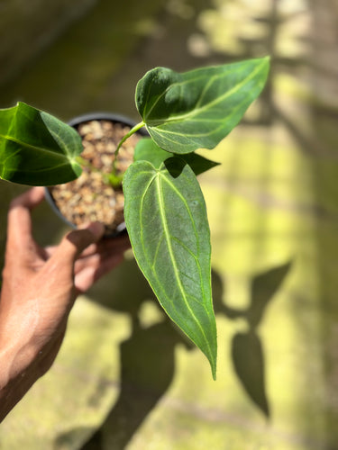 PS0925 Anthurium Dark Mama